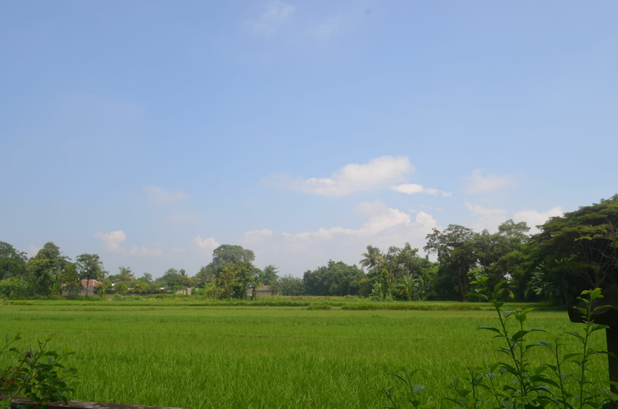 Poeri Devata Resort Hotel Prambanan Exteriör bild